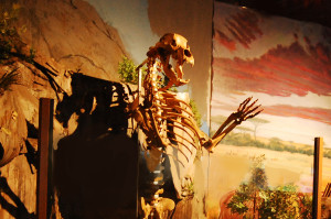 Cave Bear Exhibit at Naranjo Museum of Natural Science