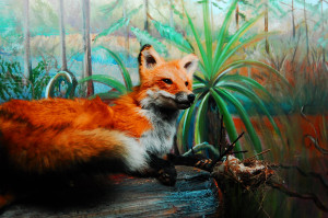 Gulf Coast & East Texas Wildlife at Naranjo Museum of Natural History