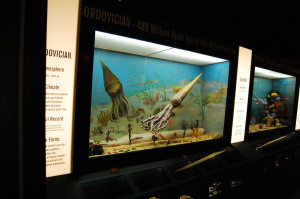 Ordovician Period Exhibit at Naranjo Museum of Natural History