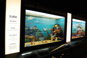 Silurian Period Exhibit at Naranjo Museum of Natural History