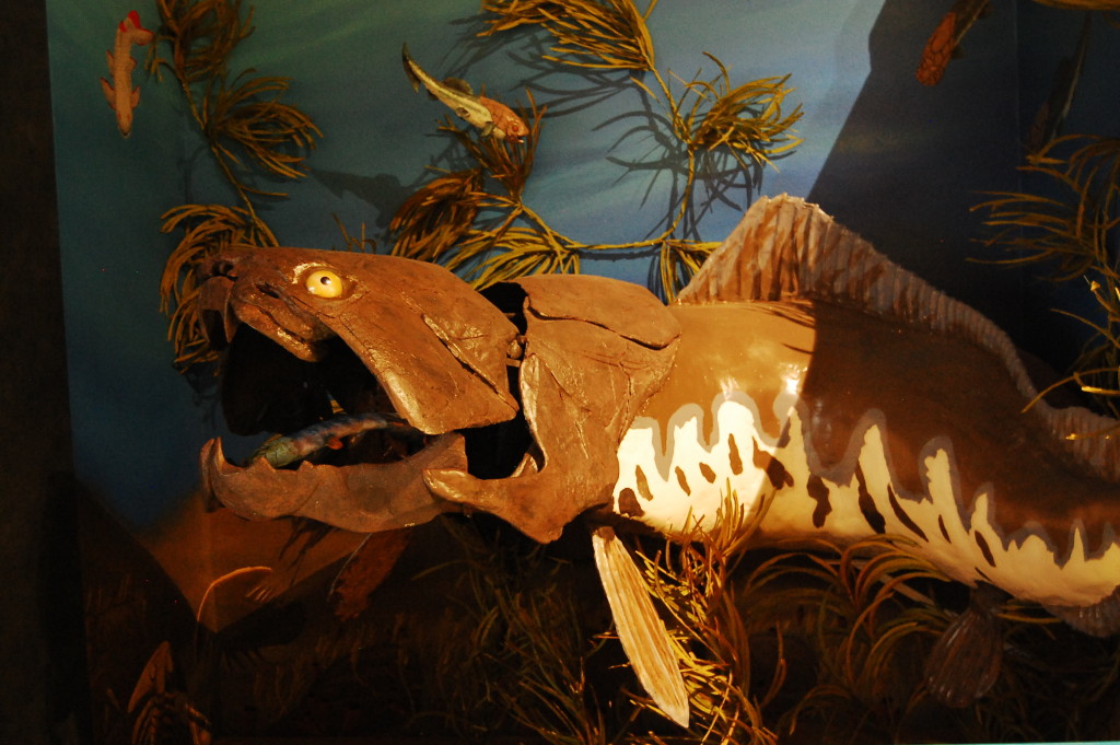 Dunkleosteus at Naranjo Museum of Natural History