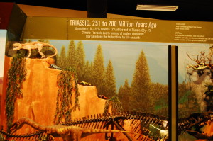 Triassic Period Exhibit at Naranjo Museum of Natural History