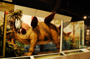 Jurassic Period Exhibit at Naranjo Museum of Natural History