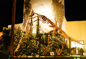 Mary Ann Hadrosaur - Naranjo Museum of Natural History