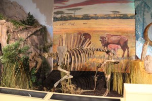 Bison Exhibit at Naranjo Museum of Natural History