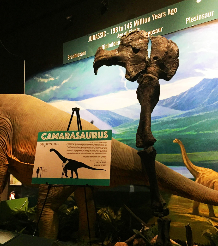 9ft Camarasaurus Leg at Naranjo Museum of Natural History