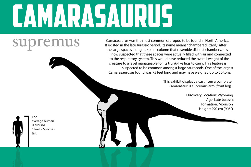 Camarasaurus Graphic 2 (1) (1)-01