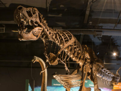 Naranjo Museum of Natural History - Lufkin, Texas