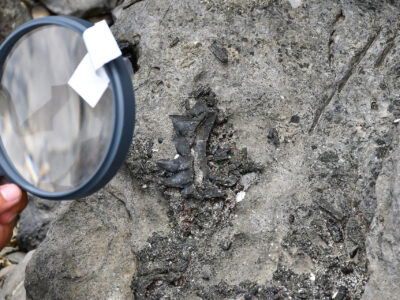 Dig Site - About Fossils