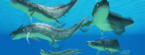 Devonian Period Exhibit at Naranjo Museum of Natural History