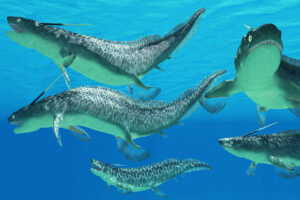 Devonian Period Exhibit at Naranjo Museum of Natural History