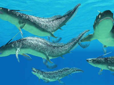 Devonian Period Exhibit at Naranjo Museum of Natural History