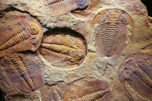 Trilobites