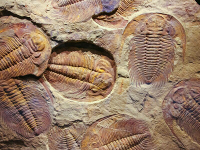Trilobites