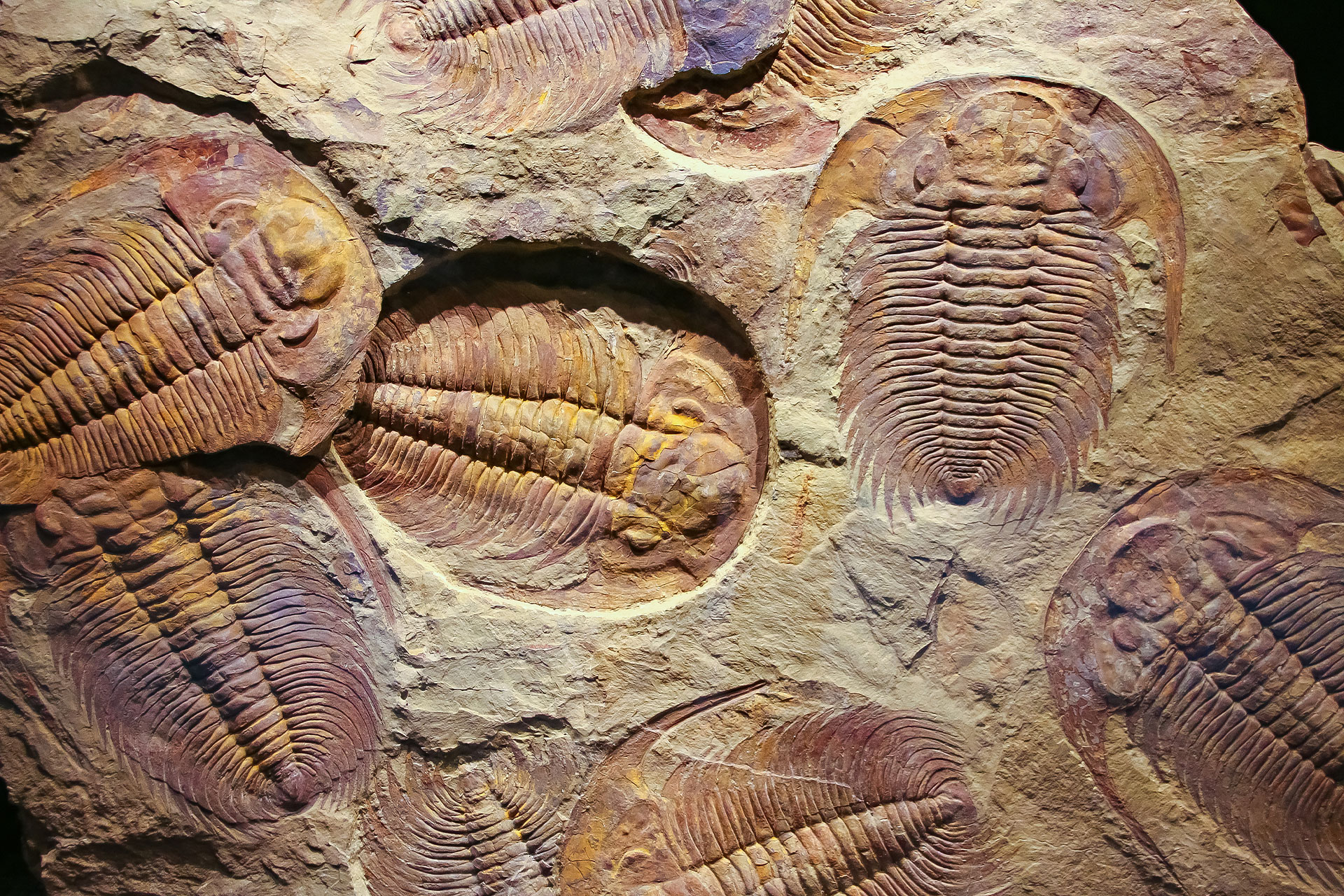 Trilobite.jpg